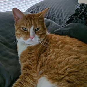 Meet your Posher, Pat